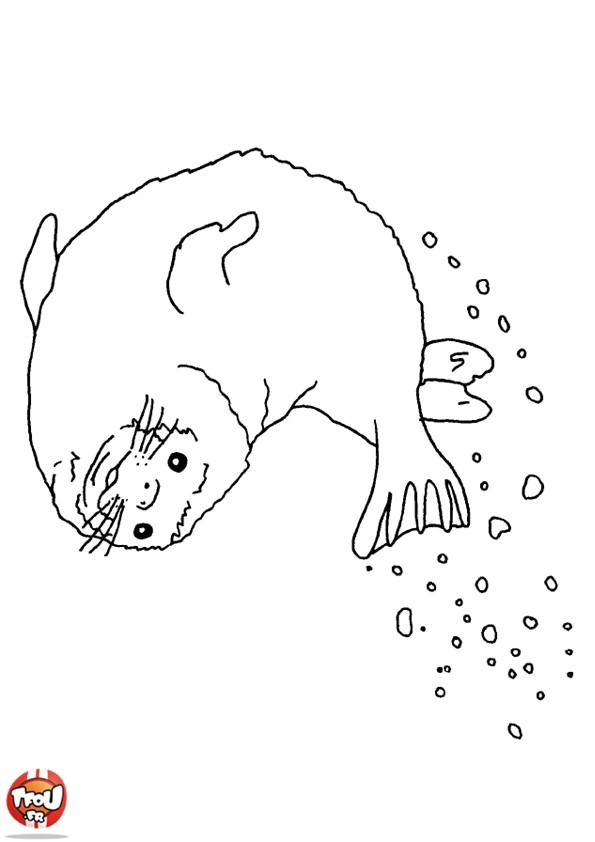 Foka Kolorowanka - Kreatywna Zabawa dla Dzieci kolorowanka do druku